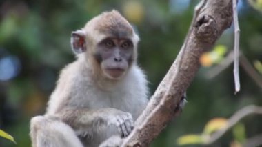 Kinabatangan nehri yakınlarındaki Macaque, Malezya