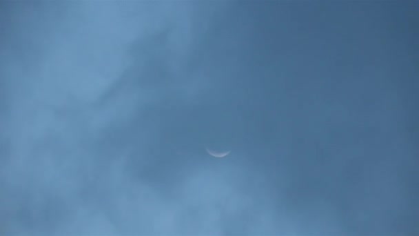 Силуети кажанів біля Місяця. — стокове відео