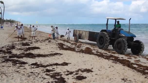 PUNTA CANA, RÉPUBLIQUE DOMINICAINE - 8 DÉCEMBRE 2018 : Des travailleurs nettoient les algues marines sur la plage de Bavaro, en République dominicaine — Video