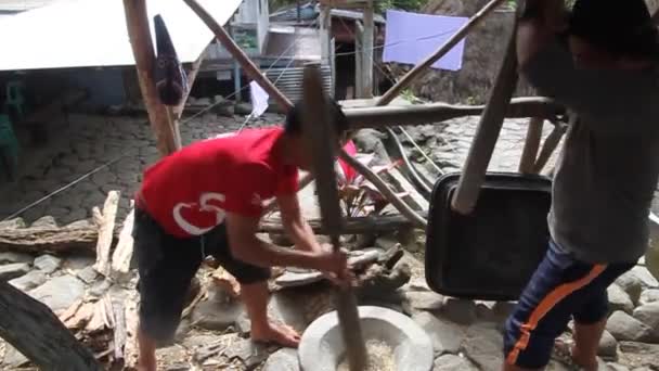CAMBULO, PHILIPPINES - JANUARI 22, 2018: Lokale mannen bonken rijst in Cambulo dorp, Luzon eiland, Filippijnen — Stockvideo