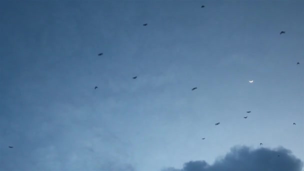 Sylwetki nietoperzy w pobliżu Księżyca — Wideo stockowe