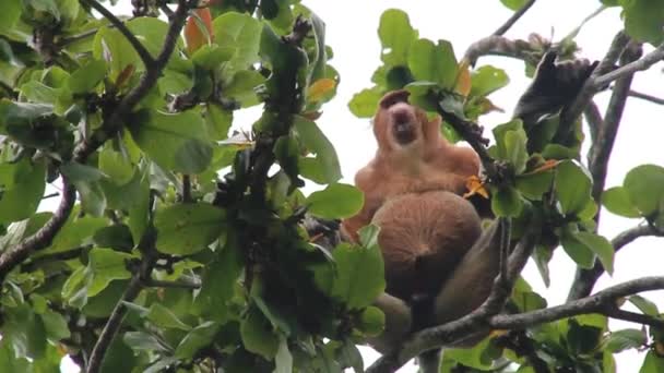 巴科国家公园一棵树上的Proboscis monkey Nasalis larvatus — 图库视频影像