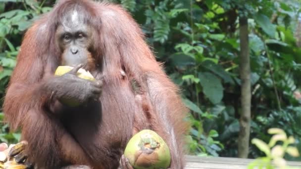 Orango borneo Pongo pigmeo mangiare cocco — Video Stock