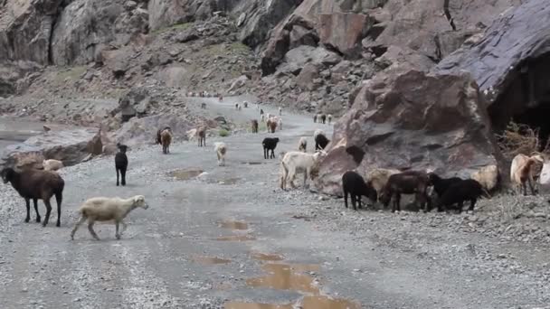 Manada de ovejas y cabras en el valle de Bartang — Vídeo de stock