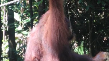 Semenggoh Doğa Koruma Alanında Bornean orangutan Pongo pigmaeus