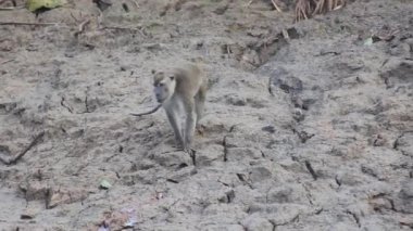 Kinabatangan nehrinin kıyısında Macaque
