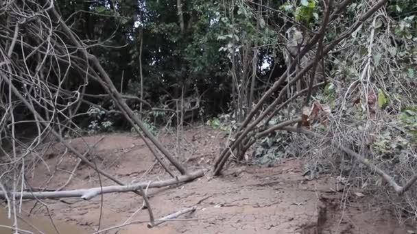 Macaques near Kinabatangan river, Malaysia — Stock Video