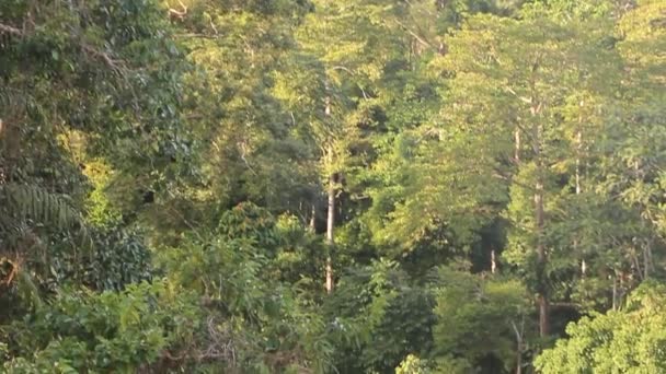 Baldacchino di una foresta pluviale in Sepilok — Video Stock