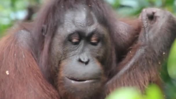 Борнейский орангутанг Понго Пигмеус ест кокос — стоковое видео