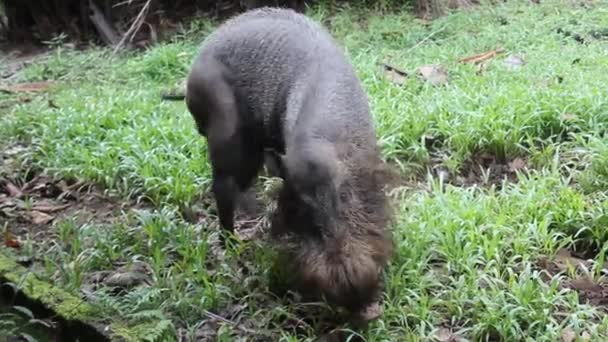 Babi berjenggot Kalimantan Sus barbatus di Taman Nasional Bako — Stok Video