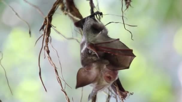 사라왁의 페어리 동굴 근처의 박쥐 — 비디오