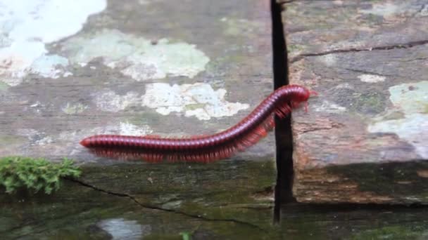 Milípedo Trachelomegalus en el Parque Nacional Niah — Vídeos de Stock