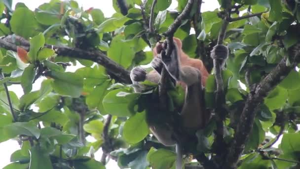 Μαϊμού Proboscis Nasalis larvatus σε ένα δέντρο στο εθνικό πάρκο Bako — Αρχείο Βίντεο