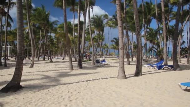 PUNTA CANA, DOMINIKAI KÖZTÁRSASÁG - DECEMBER 8, 2018: Palms at Bavaro beach, Dominikai Köztársaság — Stock videók