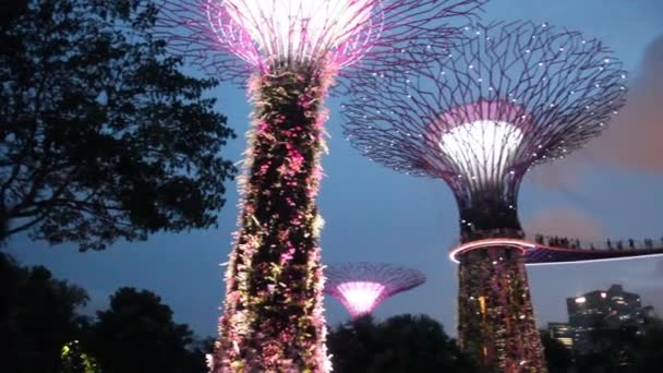 SINGAPORE, SINGAPORE - March 11, 2018: Evening view of Supertree Grove in Singapore — 图库视频影像