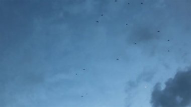 Gökteki yarasaların siluetleri