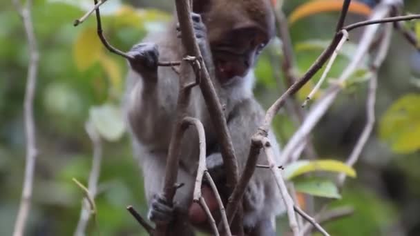 马来西亚Kinabatangan河附近的Macaque — 图库视频影像