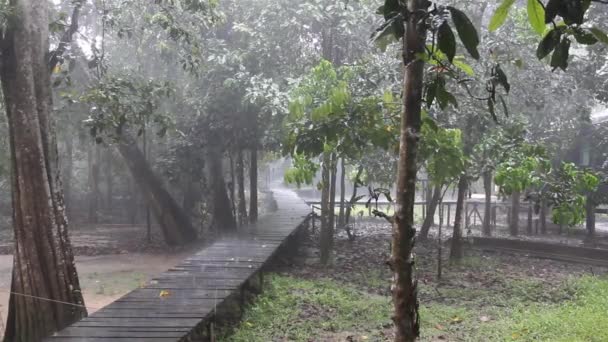 Esős nap egy vadvilági táborban — Stock videók