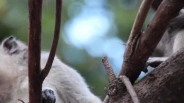 Kinabatangan nehri yakınlarındaki Macaque, Malezya