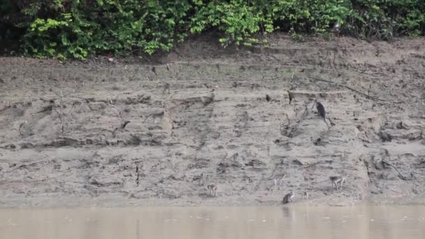 Skupina makaků na březích řeky Kinabatangan — Stock video