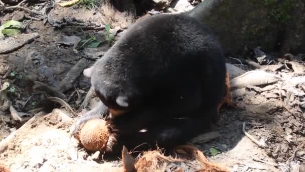 Urso-sol Helarctos malayanus em Bornean Sun Bear Conservation Centre — Vídeo de Stock