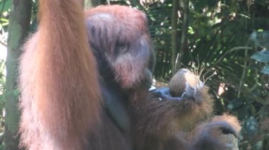 Semenggoh Doğa Koruma Alanında Bornean orangutan Pongo pigmaeus