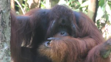Semenggoh Doğa Koruma Alanında Bornean orangutan Pongo pigmaeus
