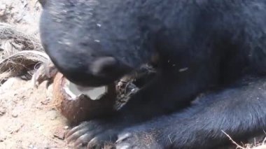 Güneş Ayısı Helarctos Malayanus 'u Bornean Güneş Ayı Koruma Merkezi' nde taşıyor.