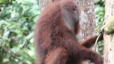 Sepilok Orangutan Rehabilitasyon Merkezi 'nde Bornean orangutan Pongo pigmaeus
