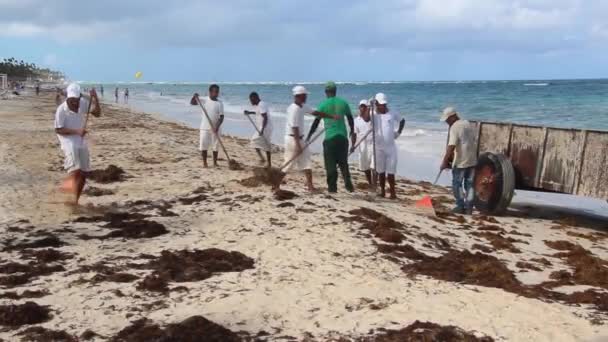 PUNTA CANA, DOMINICAN REPUBLIC - 8 ДЕКАБРЯ 2018: Рабочие чистят морские водоросли на пляже Баваро, Доминиканская Республика — стоковое видео