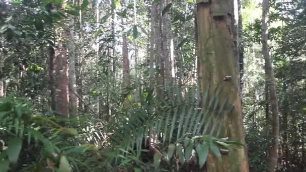 Selva en el Parque Nacional Taman Negara — Vídeos de Stock