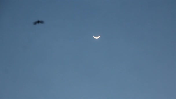 月亮附近蝙蝠的轮廓 — 图库视频影像