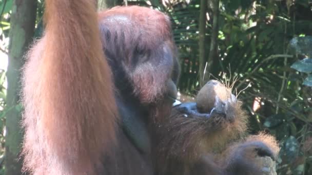 Semenggoh自然保护区的Bornean orangutan Pongo pygmaeus — 图库视频影像