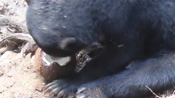 Ήλιος αρκούδα Helarctos malayanus στο Bornean Sun Bear Conservation Centre — Αρχείο Βίντεο