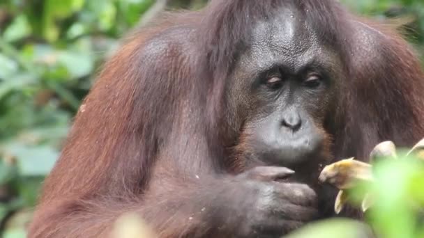 Orangutan borneo Pongo pygmaeus a Sepilok Orangutan Rehabilitation Centre — Video Stock