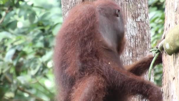 Orangutan borneo Pongo pygmaeus a Sepilok Orangutan Rehabilitation Centre — Video Stock