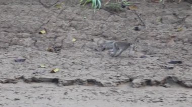 Kinabatangan nehrinin kıyısında Macaque