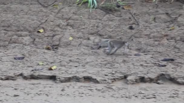 Kinabatangan河岸边的Macaque 免版税图库视频片段