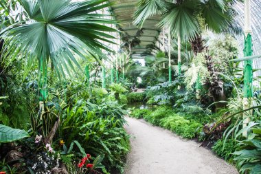 Chateau Lednice, tarihi bir sera içinde bitkiler