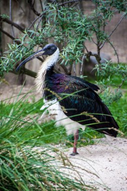 hasır boyunlu Ibis