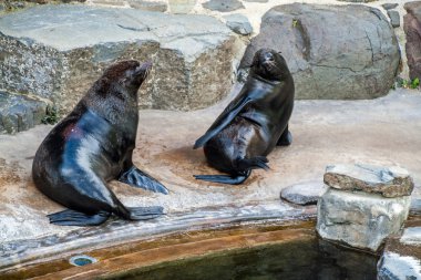 Güney Afrikalı kürk fokları