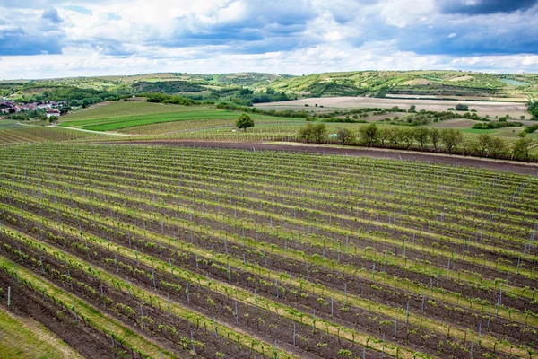 Campo do sul da Morávia — Fotografia de Stock