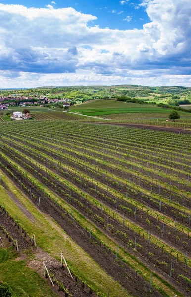 Сільській місцевості Південної Моравії — стокове фото