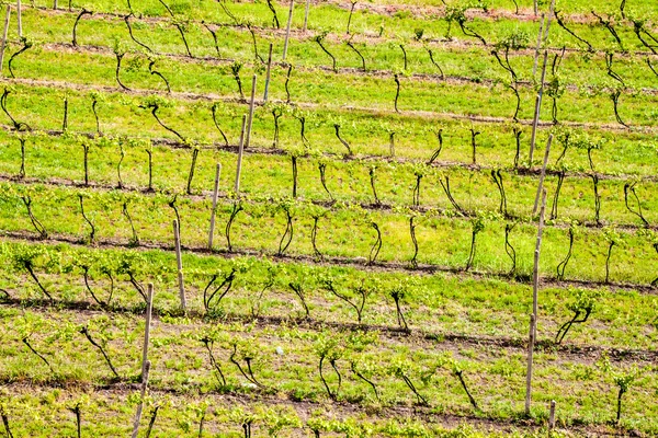 Виноградники в Південній Моравії — стокове фото