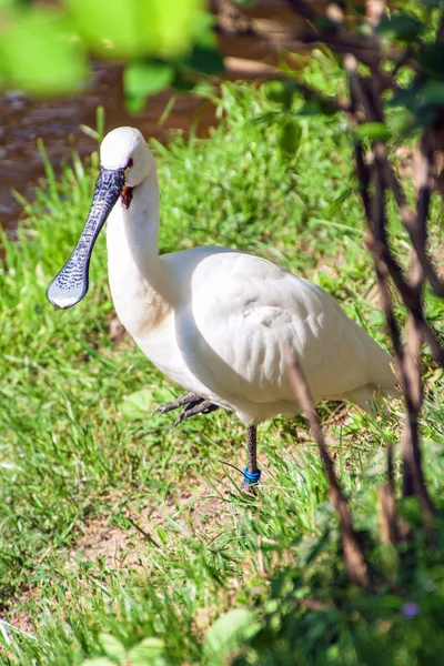 Eurasiska skedstork — Stockfoto