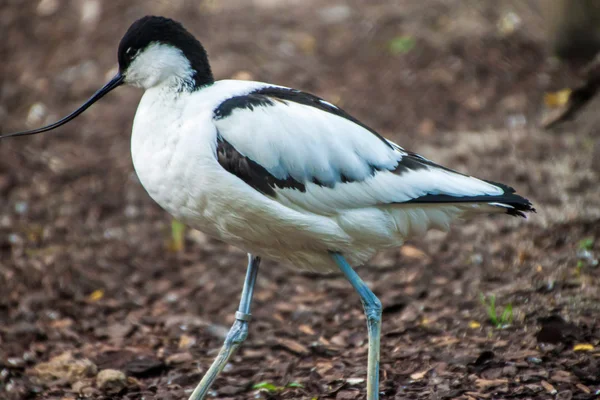 얼룩 덜 룩된 avocet — 스톡 사진