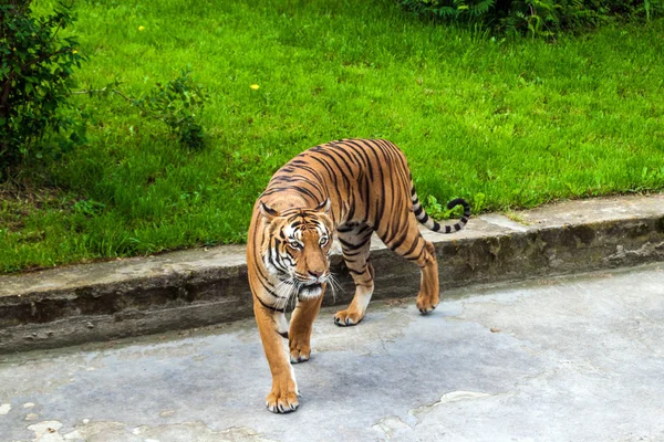 Sumatra-Tiger — Stockfoto