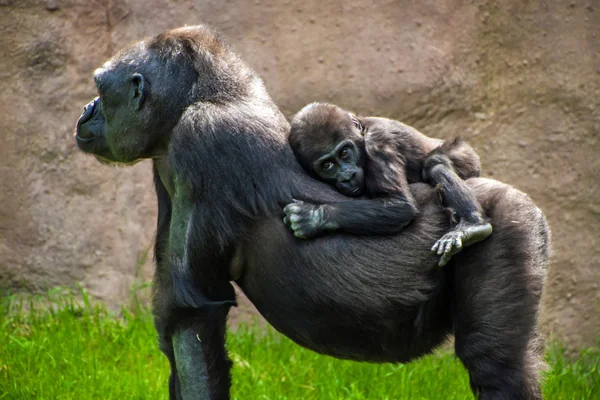 Westlicher Flachlandgorilla — Stockfoto