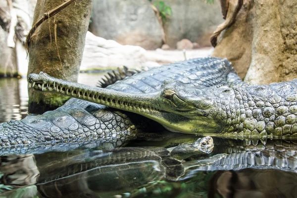 Gharial — Fotografie, imagine de stoc