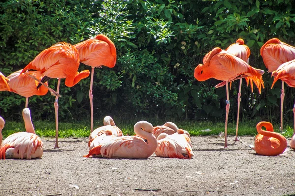 Flamants roses — Photo